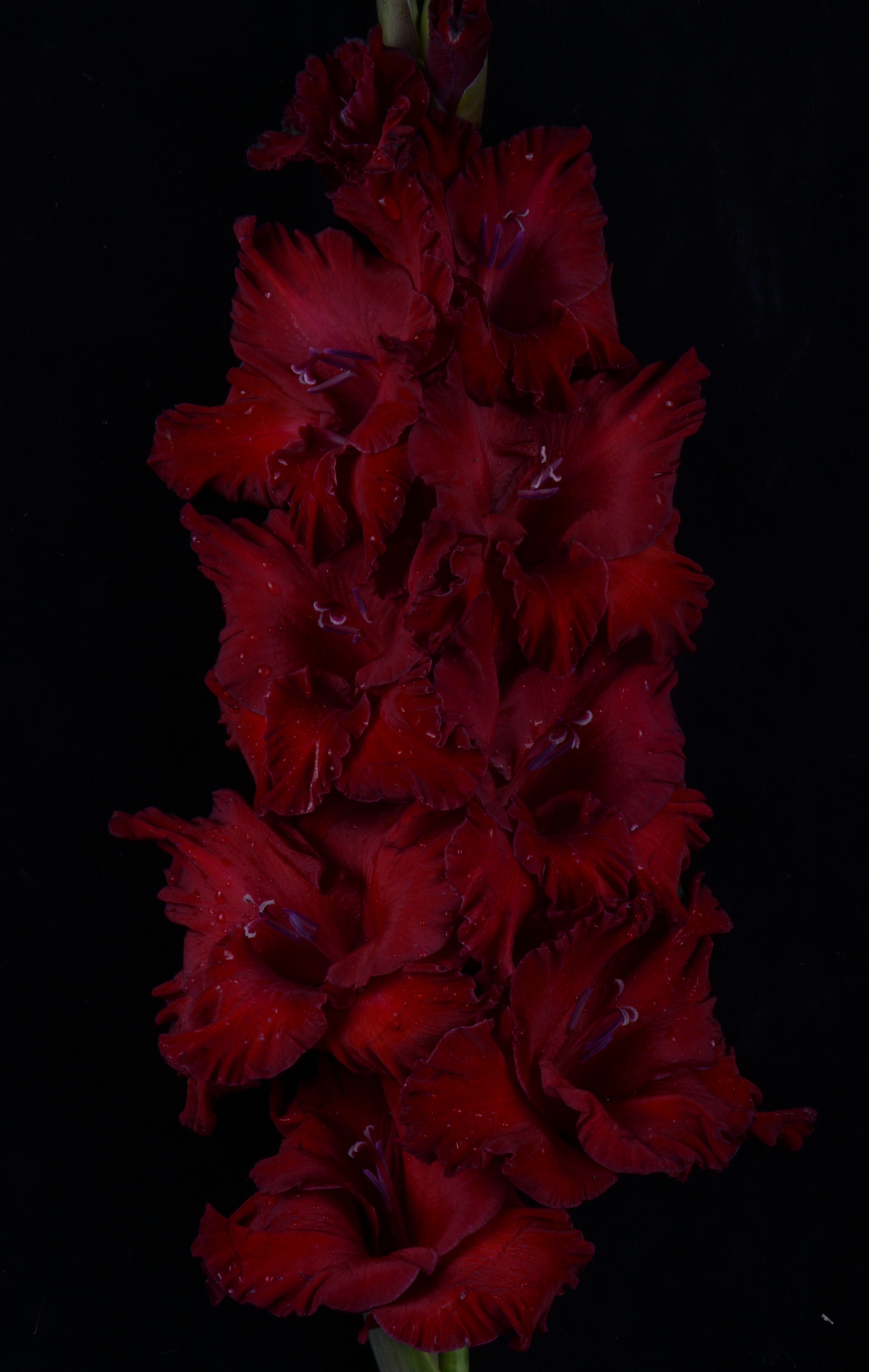 Черный гладиолус цветок